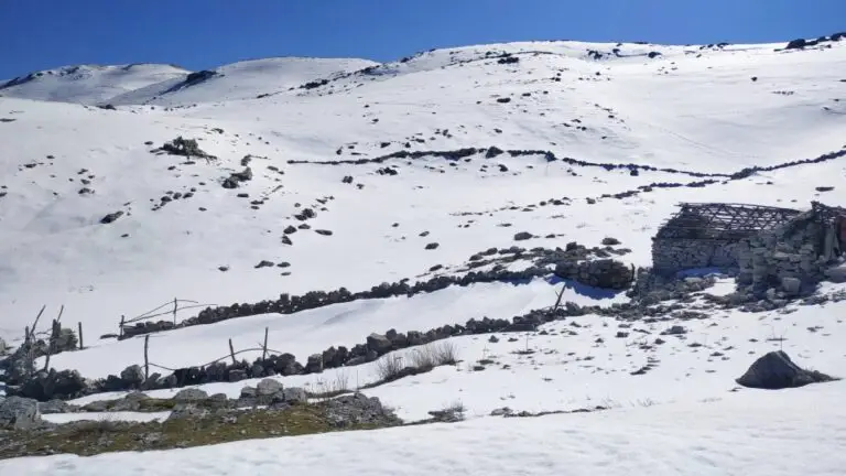MOUNTAIN TREBESHINE — photo 5
