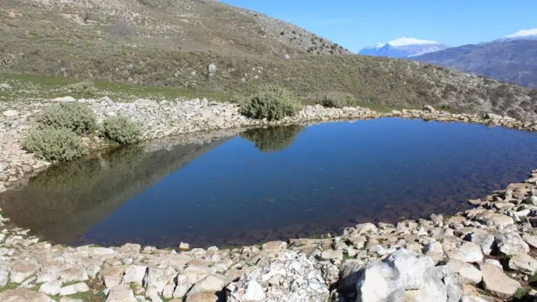 MOUNTAIN TREBESHINE — photo 3
